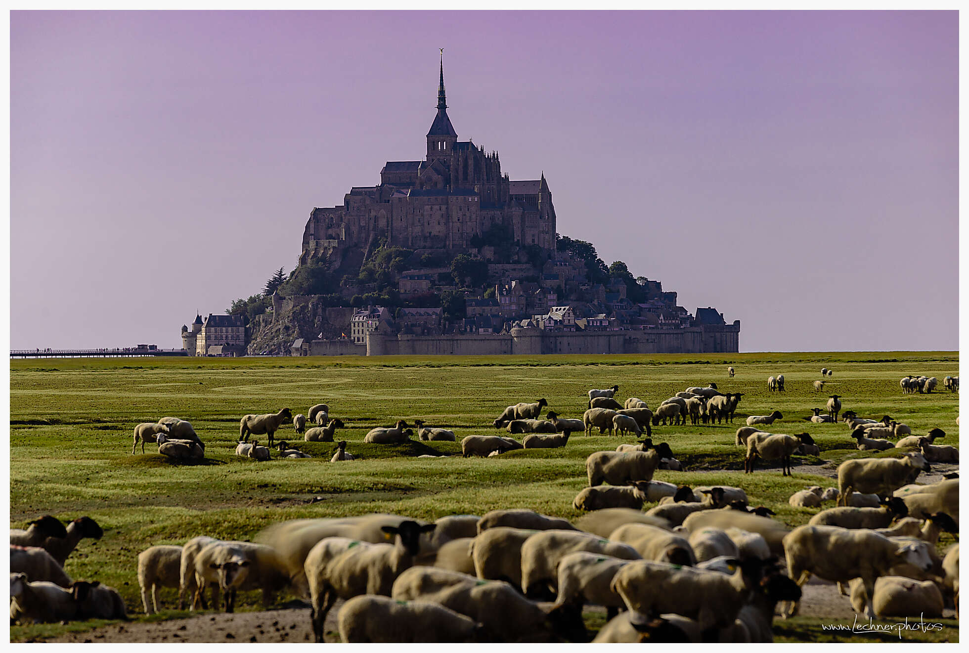 The sheeps at Mont Saint Michel