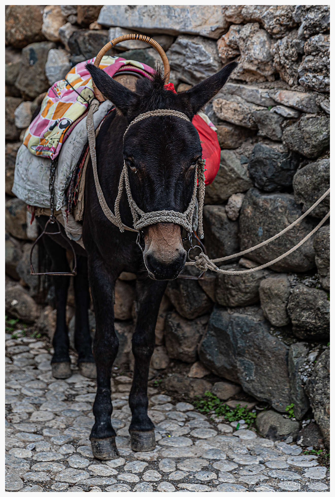 20200803 122123  49A8305